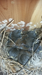 Troglodytes aedon parkmanii