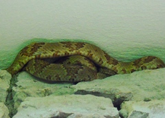 Trimorphodon paucimaculatus