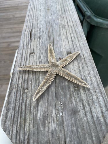 Gray Sea Star photographed in Texas