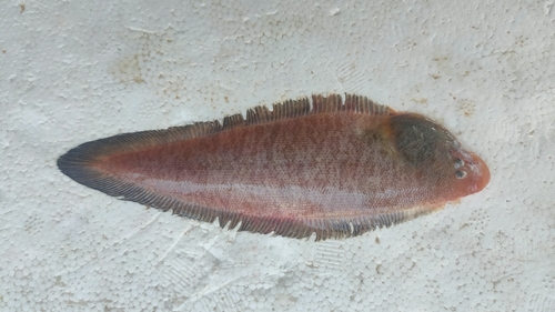 Cynoglossus macrostomus observed 2024-09-12