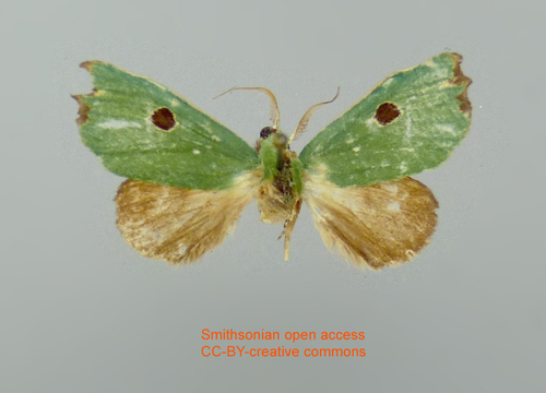 Rosema brunnescens