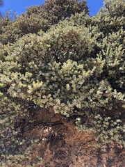 Arctostaphylos luciana