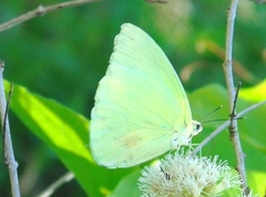 Aphrissa statira statira