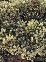 Arctostaphylos luciana