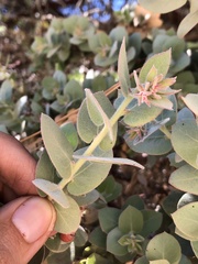 Arctostaphylos luciana