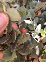 Arctostaphylos luciana
