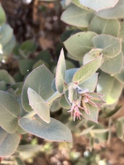 Arctostaphylos luciana