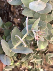 Arctostaphylos luciana