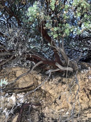 Arctostaphylos luciana