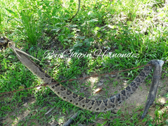 Crotalus culminatus