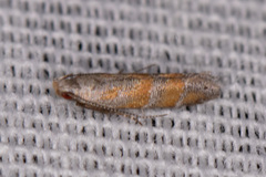 Battaristis vittella