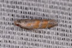Battaristis vittella