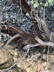Arctostaphylos luciana