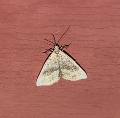 Phalaenostola eumelusalis