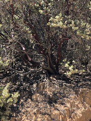 Arctostaphylos luciana