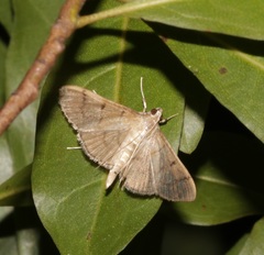 Omiodes pernitescens