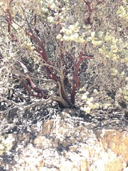 Arctostaphylos luciana