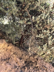 Arctostaphylos luciana