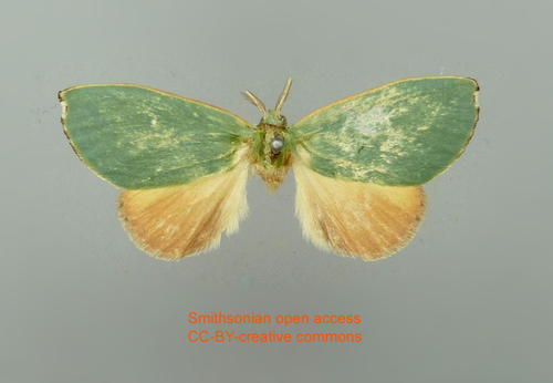 Rosema excavata