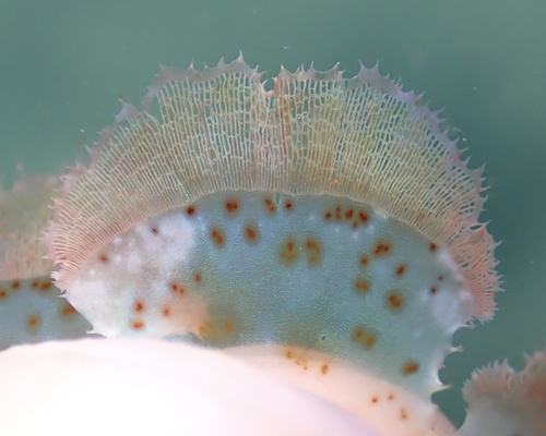 Martensia tsudae