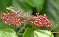 Saban Anole photo 2