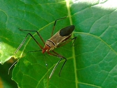 Zelus grassans