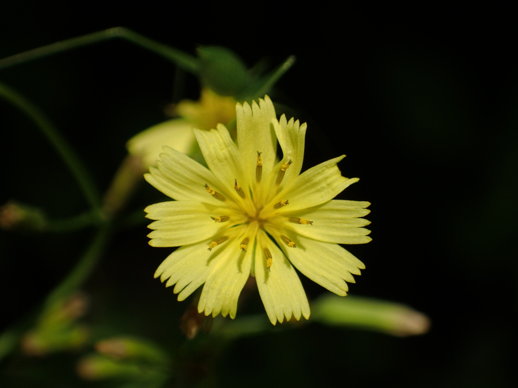 Kim manh (Ixeridium laevigatum)