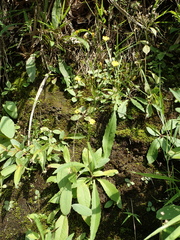 Ixeridium laevigatum