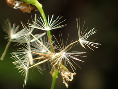 Ixeridium laevigatum