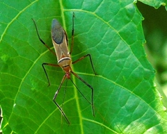 Zelus grassans