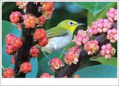 Zosterops simplex simplex