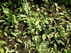 Ixeridium laevigatum