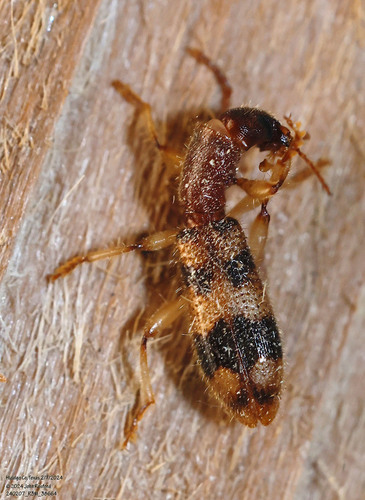Long-necked Cymatodera photo 2