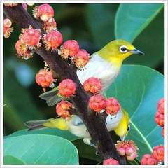 Zosterops simplex simplex