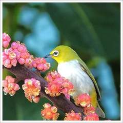 Zosterops simplex simplex