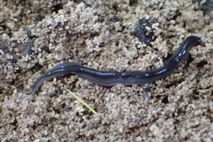 Endeavouria septemlineata