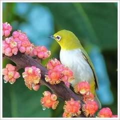 Zosterops simplex simplex