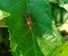 Zelus grassans