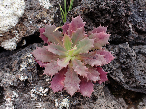 Reichardia famarae, photograph 5