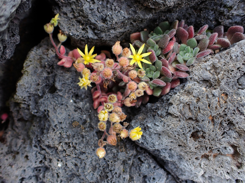 Aichryson tortuosum