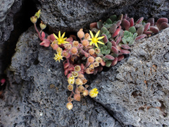 Aichryson tortuosum