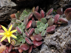 Donald Davesne, CC BY, iNaturalist via GBIF Aichryson tortuosum, photograph Donald Davesne, CC BY, iNaturalist via GBIF