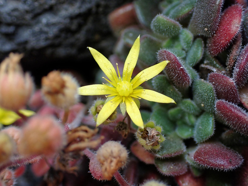 Aichryson tortuosum, photograph 1