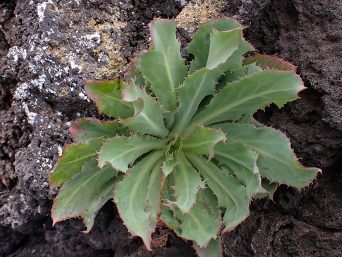 Reichardia famarae, photograph 6
