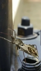 Arilus cristatus