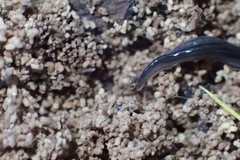 Endeavouria septemlineata