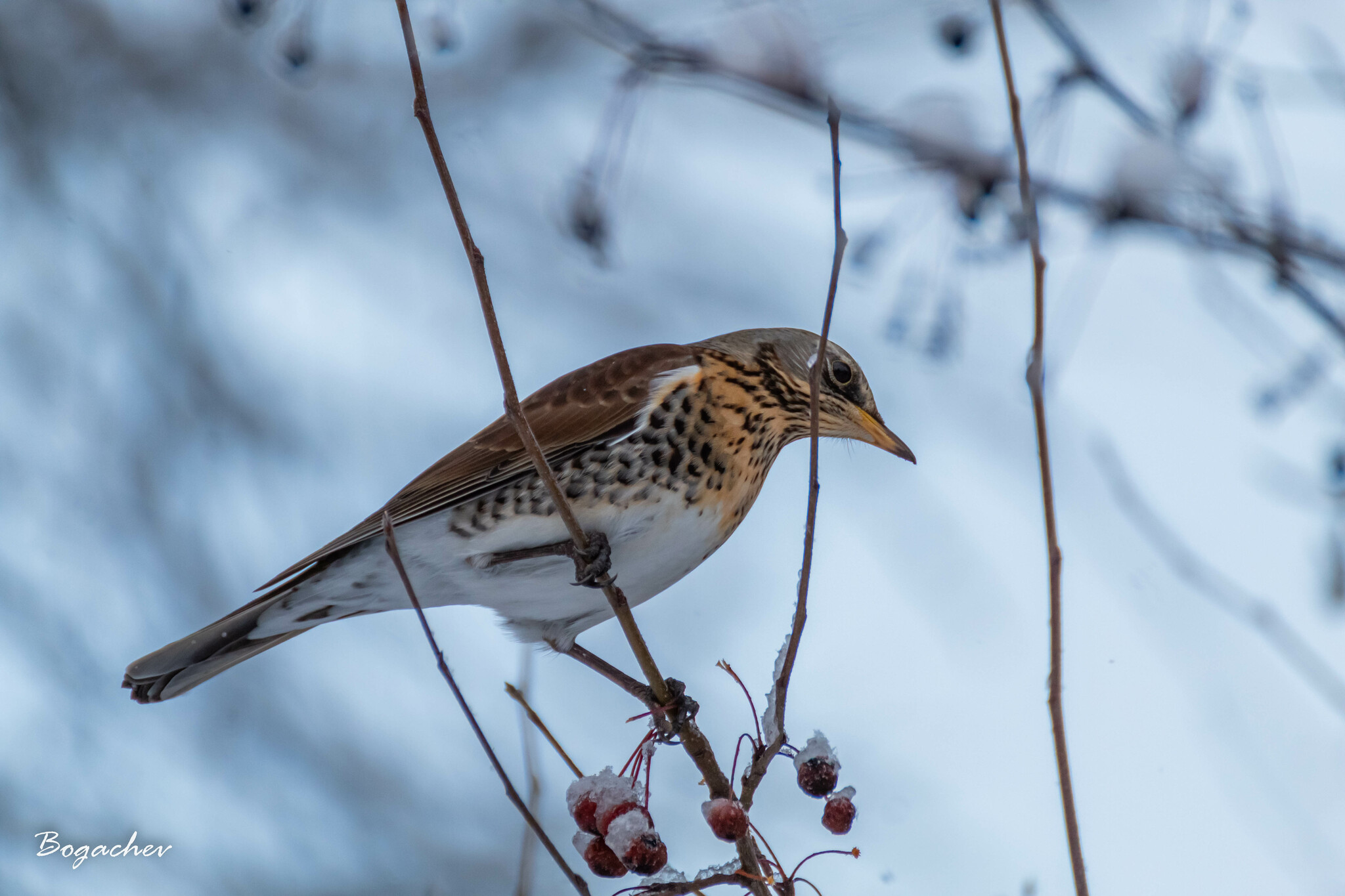 Fieldfare (Turdus pilaris)
