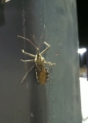 Arilus cristatus