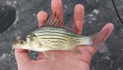 Yellow Bass