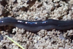 Endeavouria septemlineata